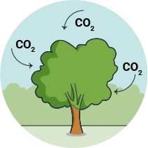 Carbon tree illustration