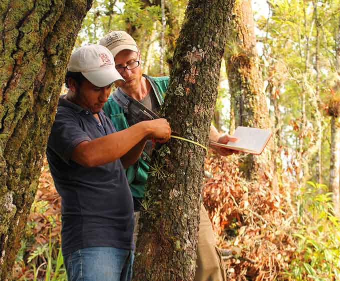 Men Measuring Tree
