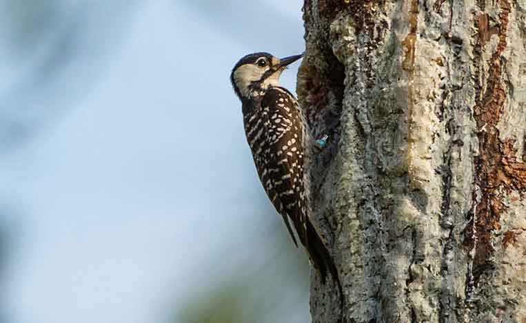 Woodpecker on a Tree